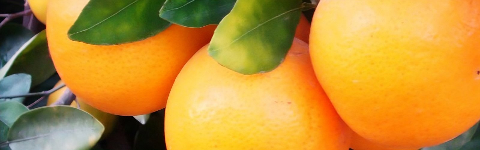 BANNER 15
